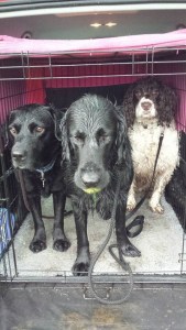 Jazz, Big Louis and Marley - soaked