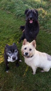 (Clockwise from top) Ozzy, Sam & Gem