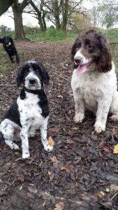 "Hold on! Li'l Louis! Marley! Wait! Colin! I'm comin' ...."