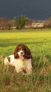 Marley - sun and cloud