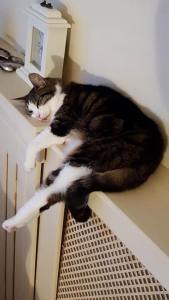 Lazy Sunday Afternoon