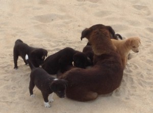 Sandy & her pups - March 2016