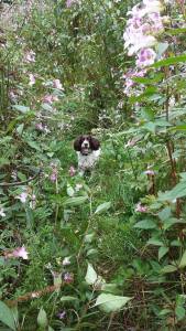 Marley playing hide & seek - not very well, though.