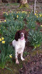 Oscar in the daffs.
