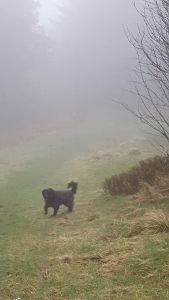 OZZIE in fog - April 2016