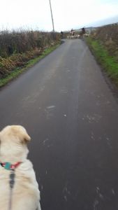 Harry eyeing up the hounds.