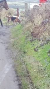 Hounds entering the field.