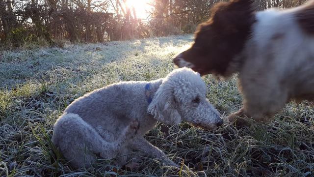 Marley photobombing Misty.