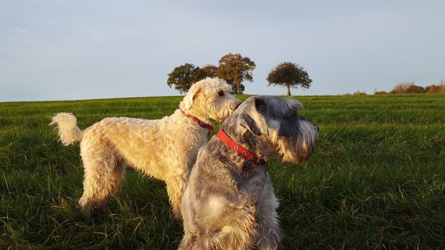 TED & ROXY - 7:45am, Houston.