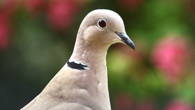 Collared Dove